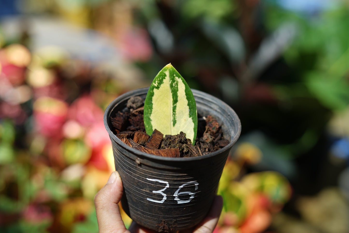 กระถางดำ 4 นิ้ พร้อม กวักมรกตด่าง ด่างสวย เทพมาก มีตุ่มแล้ว