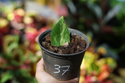 กระถางดำ 4 นิ้ พร้อม กวักมรกตด่าง ด่างสวย เทพมาก มีตุ่มแล้ว