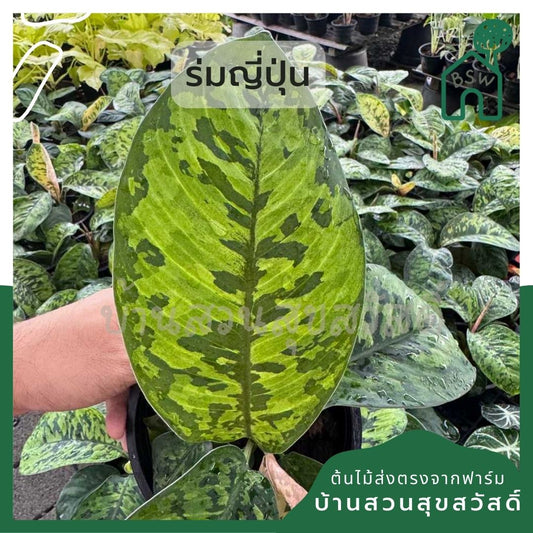 ร่มญี่ปุ่น กระถาง 5 นิ้ว ( Homalomena Wallisii )