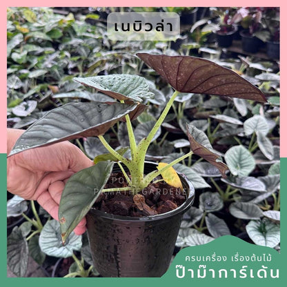 อโลคาเซีย หนังช้าง เนบิวล่า Alocasia Nebula  กระถาง 5 นิ้ว