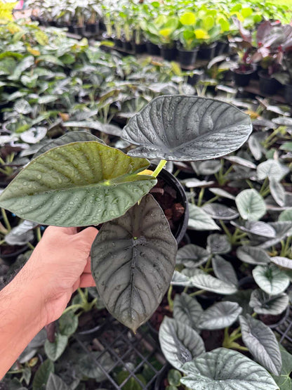 อโลคาเซีย หนังช้าง เนบิวล่า Alocasia Nebula  กระถาง 5 นิ้ว