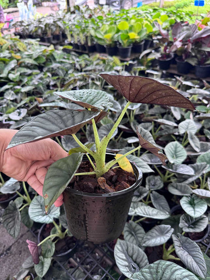 อโลคาเซีย หนังช้าง เนบิวล่า Alocasia Nebula  กระถาง 5 นิ้ว