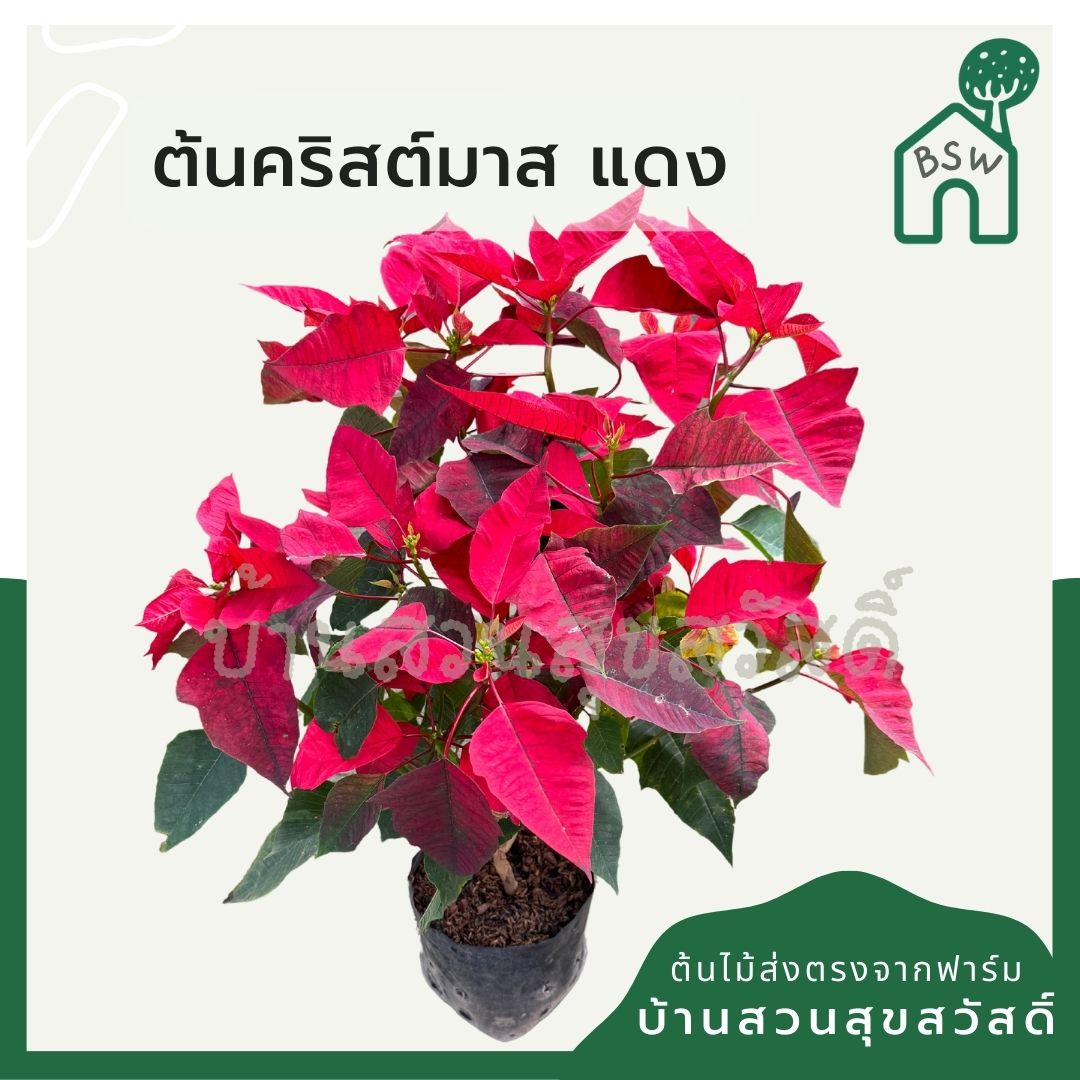 ต้นคริสต์มาส ส่งพร้อมถุงดำ สูง 60 ชม