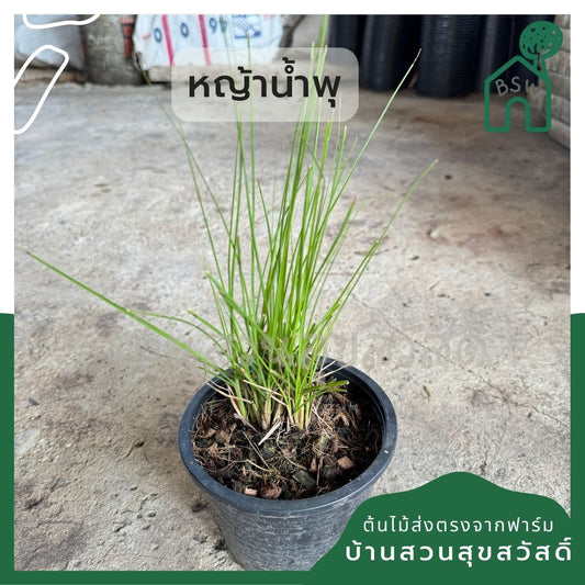 หญ้าน้ำพุ 5 นิ้ว และ 8 นิ้ว
