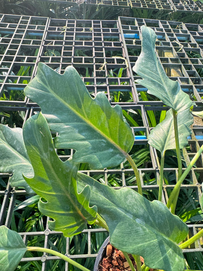 ซานาดูแคระ Philodendron Xanadu กระถาง 5 นิ้ว