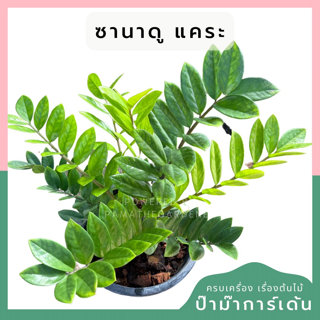 กวักมรกตเขียวในกระถาง 5-6 นิ้ว Size Minimal