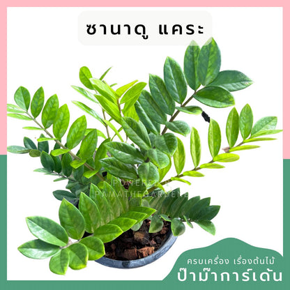 กวักมรกตเขียวในกระถาง 5-6 นิ้ว Size Minimal