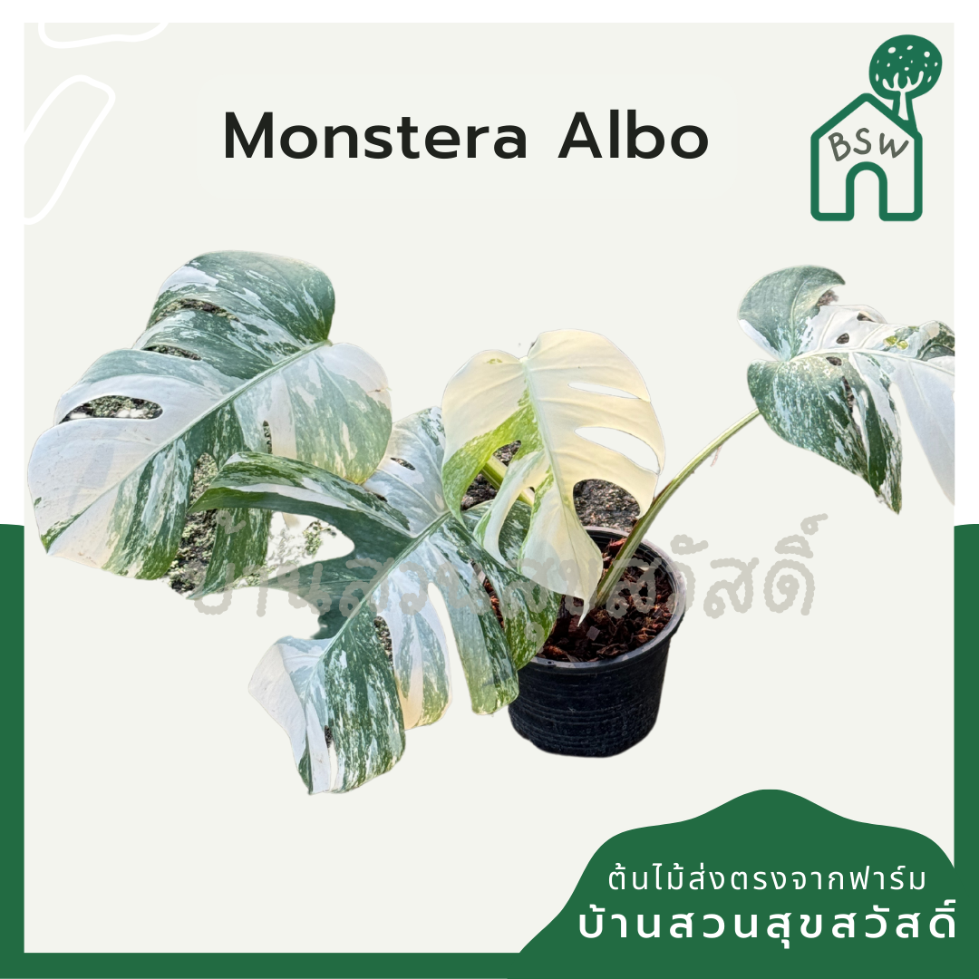 ต้นมอนสเตอร่า อัลโบ้ด่าง Monstera Albo Variegated ใบสวย
