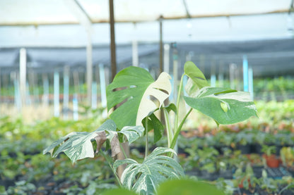ต้นมอนสเตอร่า อัลโบ้ด่าง Monstera Albo Variegated ใบสวย