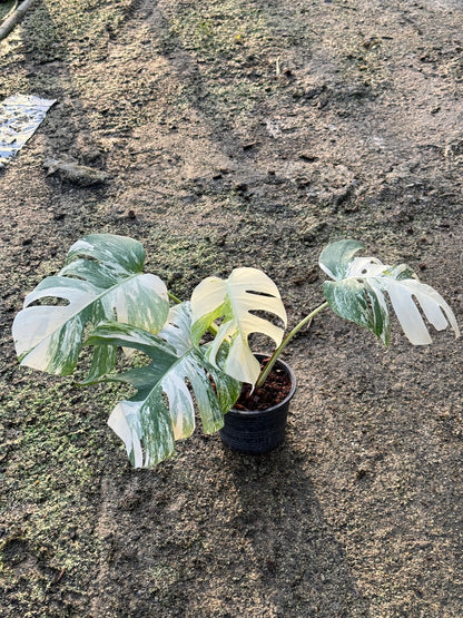 ต้นมอนสเตอร่า อัลโบ้ด่าง Monstera Albo Variegated ใบสวย