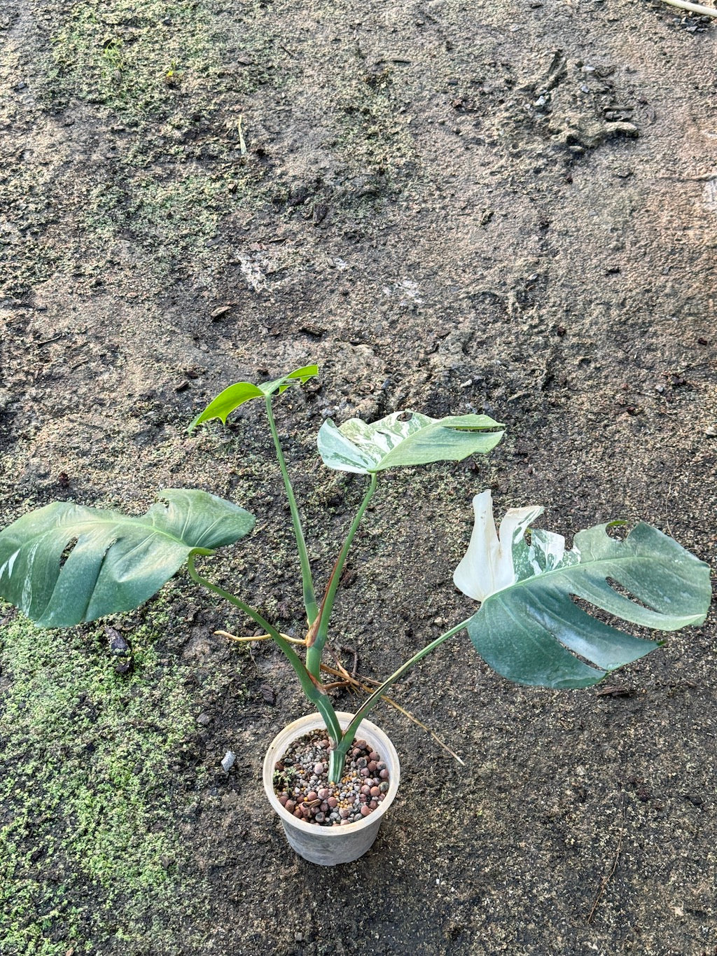 ต้นมอนสเตอร่า อัลโบ้ด่าง Monstera Albo Variegated ใบสวย