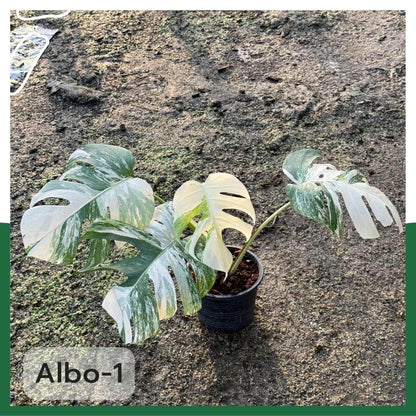 ต้นมอนสเตอร่า อัลโบ้ด่าง Monstera Albo Variegated ใบสวย