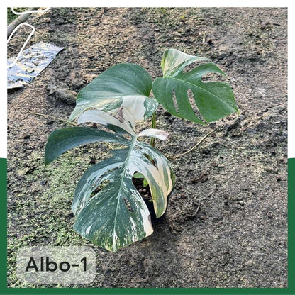 ต้นมอนสเตอร่า อัลโบ้ด่าง Monstera Albo Variegated ใบสวย