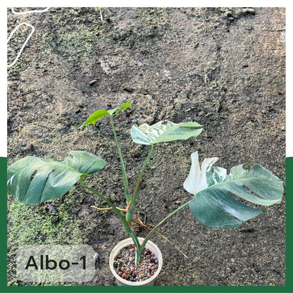 ต้นมอนสเตอร่า อัลโบ้ด่าง Monstera Albo Variegated ใบสวย