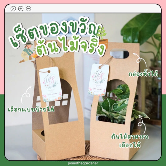 ต้นไม้ ของขวัญ Set ของชำร่วย ของขวัญ งานแต่ง ต้นไม้พร้อมกล่องกระดาษหูหิ้ว