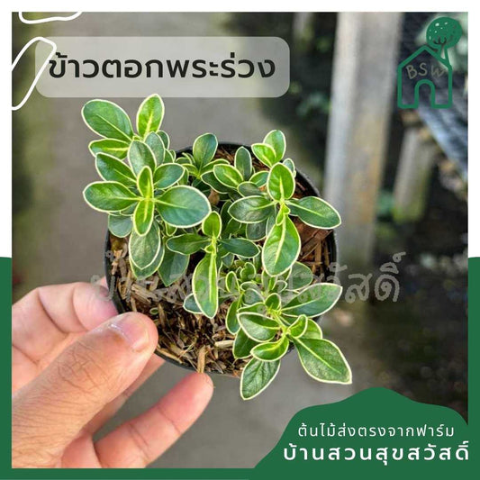 ข้าวตอกพระร่วง กระถาง 3 นิ้ว