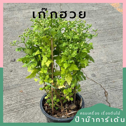 เก๊กฮวย กระถาง 8 นิ้ว