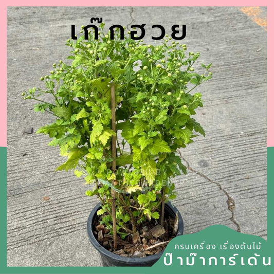 เก๊กฮวย กระถาง 8 นิ้ว