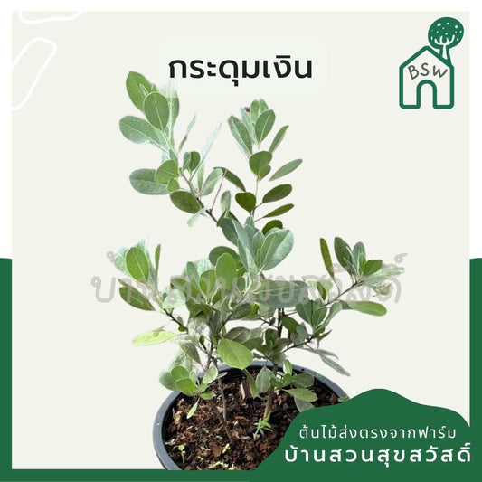 กระดุมเงิน กระถาง 8 นิ้ว