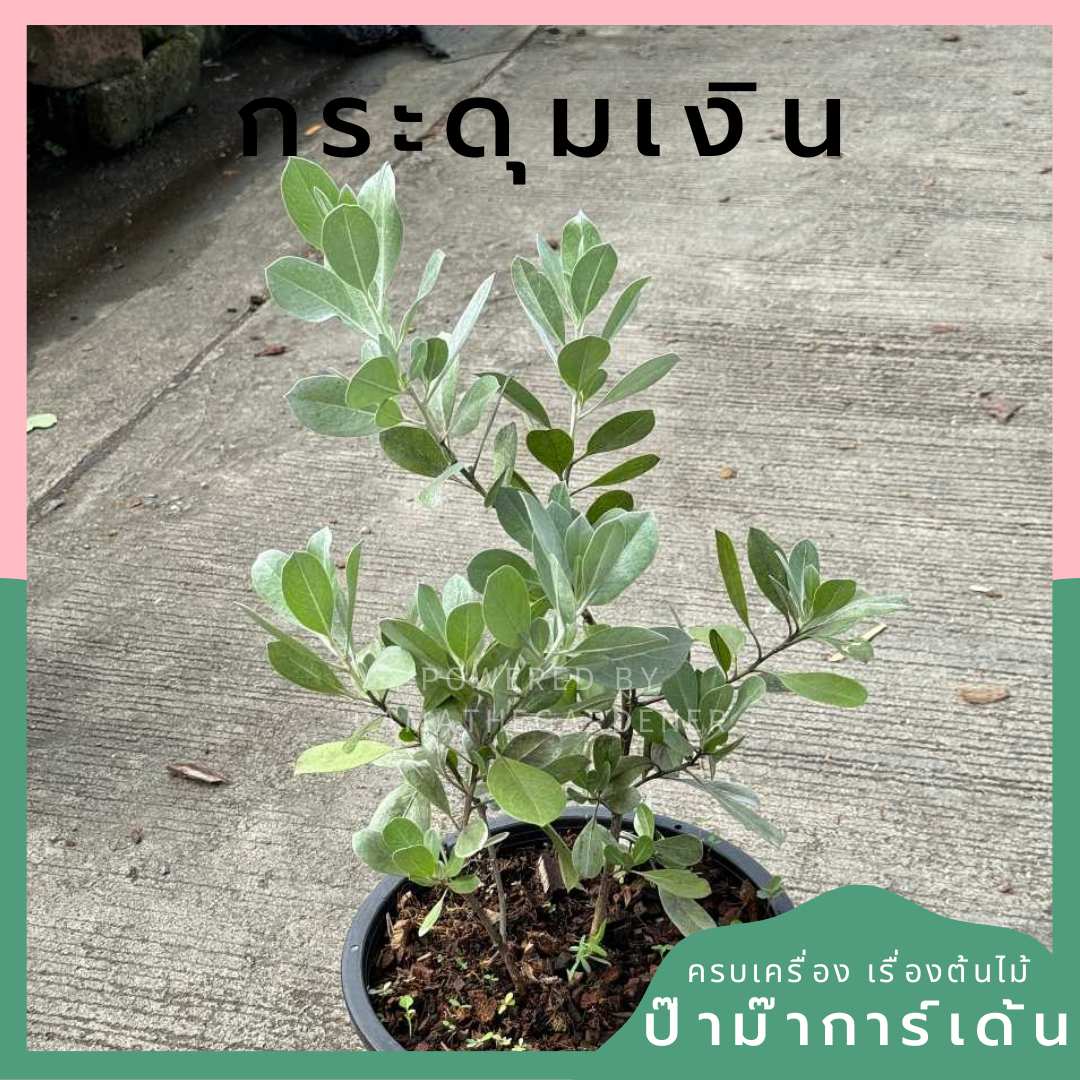 กระดุมเงิน กระถาง 8 นิ้ว