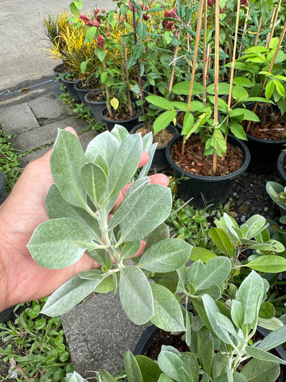 กระดุมเงิน กระถาง 8 นิ้ว