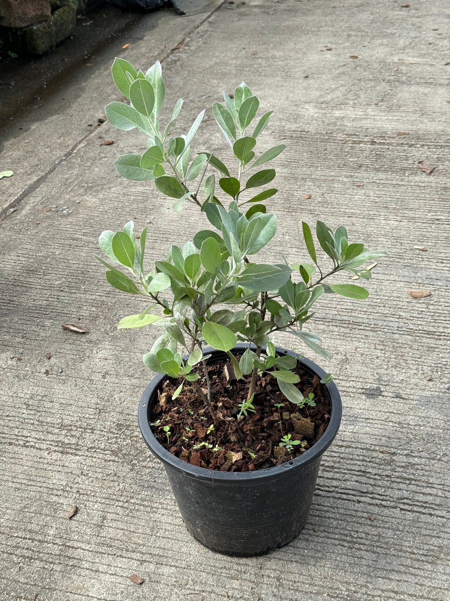 กระดุมเงิน กระถาง 8 นิ้ว