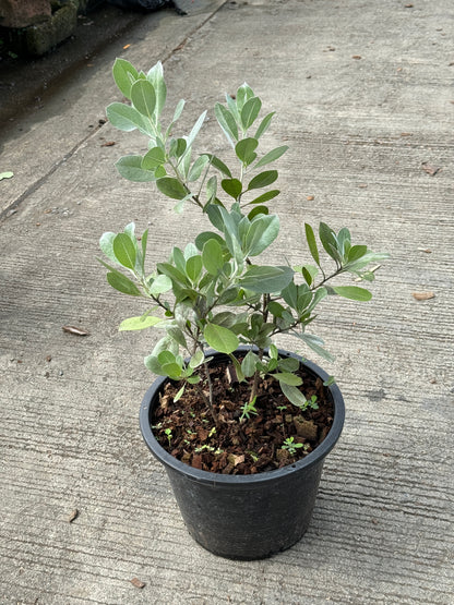 กระดุมเงิน กระถาง 8 นิ้ว