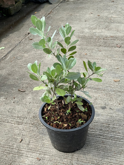 กระดุมเงิน กระถาง 8 นิ้ว