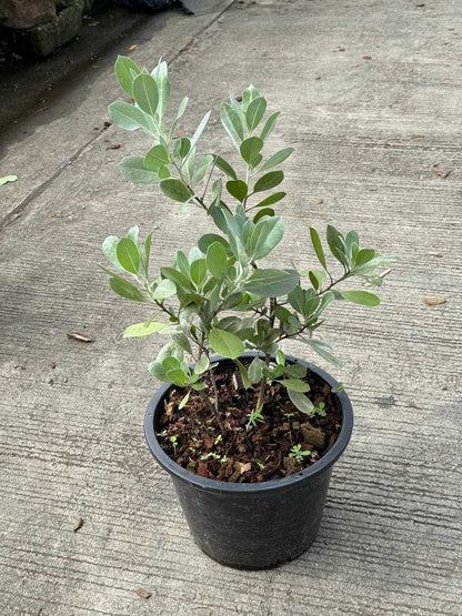 กระดุมเงิน กระถาง 8 นิ้ว