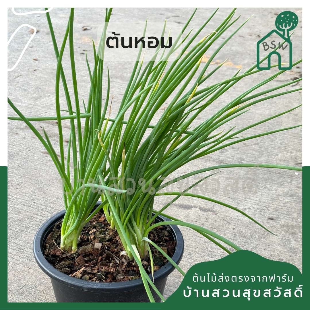 ต้นหอม กระถาง 11 นิ้ว ใส่ประมาน 2-3 ต้น