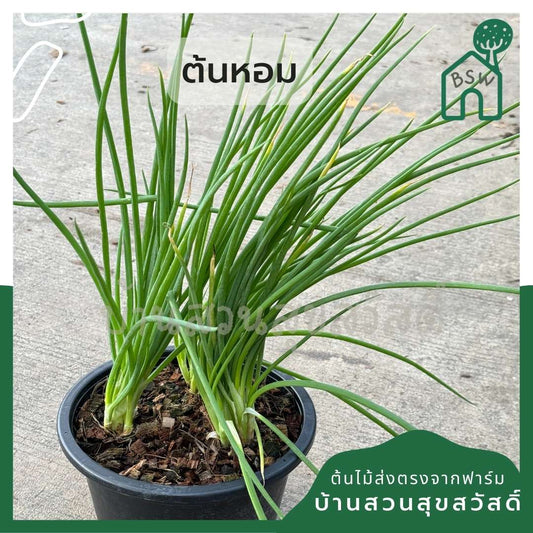 ต้นหอม กระถาง 11 นิ้ว ใส่ประมาน 2-3 ต้น