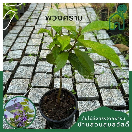 พวงครามกระถาง 5 นิ้ว ดอกสีม่วง