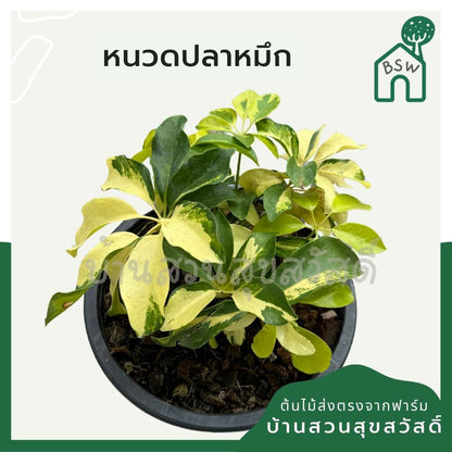 หนวดปลาหมึกด่างเหลือง กระถาง 11 นิ้ว
