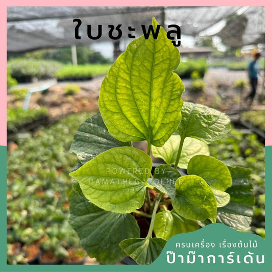 ต้นชะพลู กระถาง 5 นิ้ว