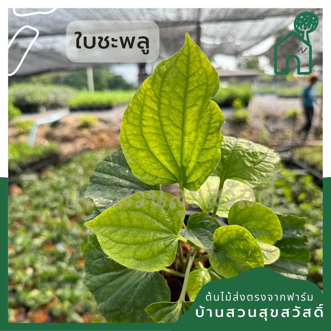 ต้นชะพลู กระถาง 5 นิ้ว