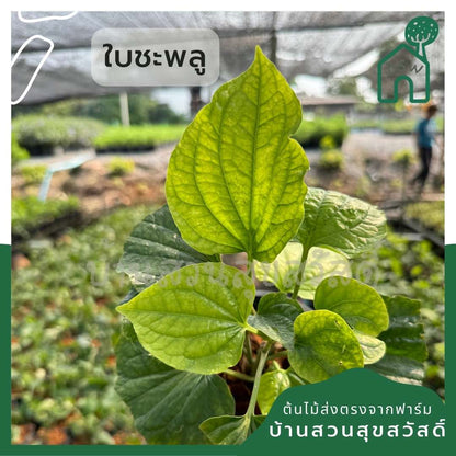 ต้นชะพลู กระถาง 5 นิ้ว