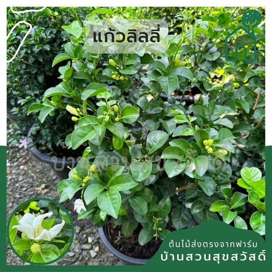 แก้วลิลลี่ ดอกมีลักษณะพิเศษ กระถาง 11 นิ้ว