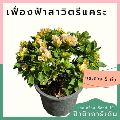 เฟื่องฟ้าสาวิตรี ออกดอกสวยตลอดปี ต้นไม่ใหญ่มาก แต่งสวนน่ารัก