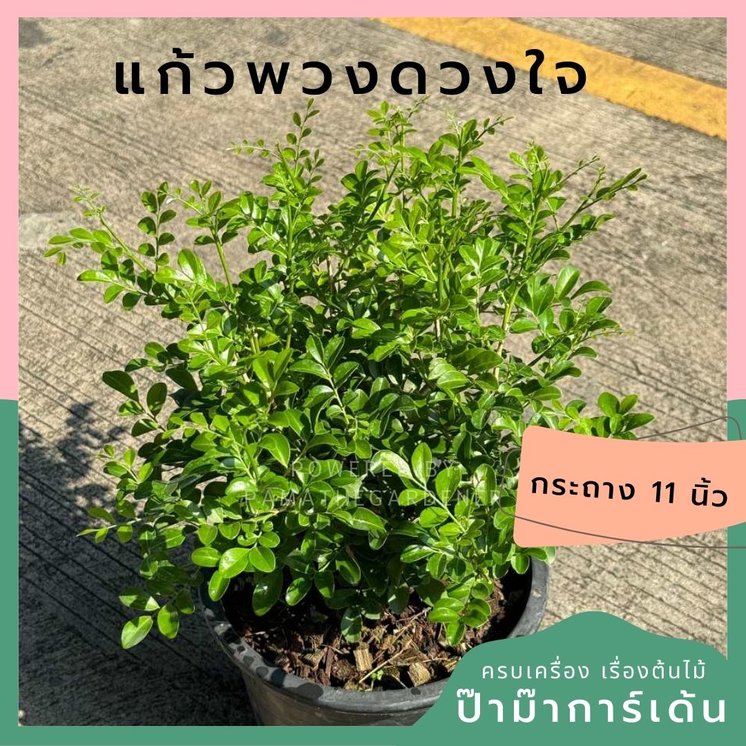 แก้วพวงดวงใจ กระถาง 11 นิ้ว
