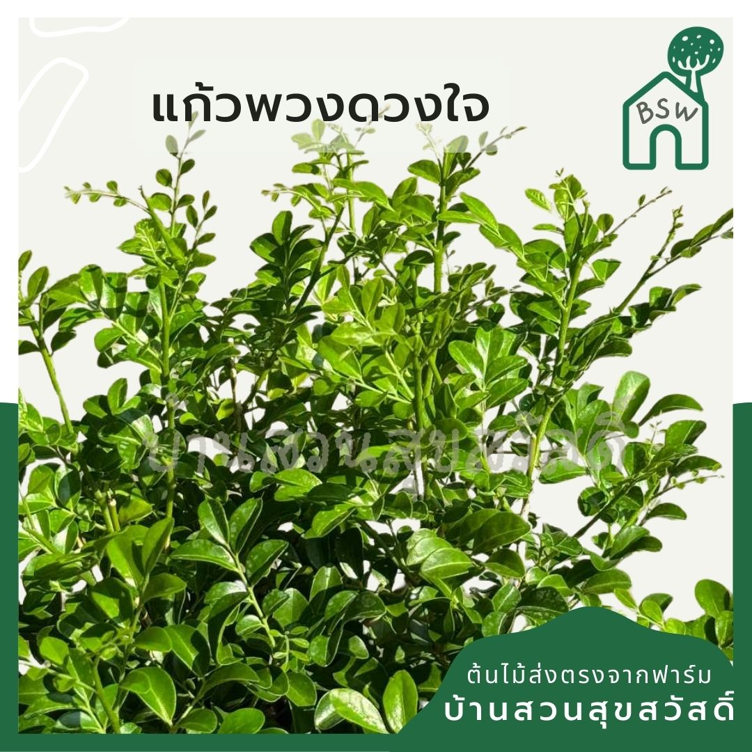แก้วพวงดวงใจ กระถาง 11 นิ้ว