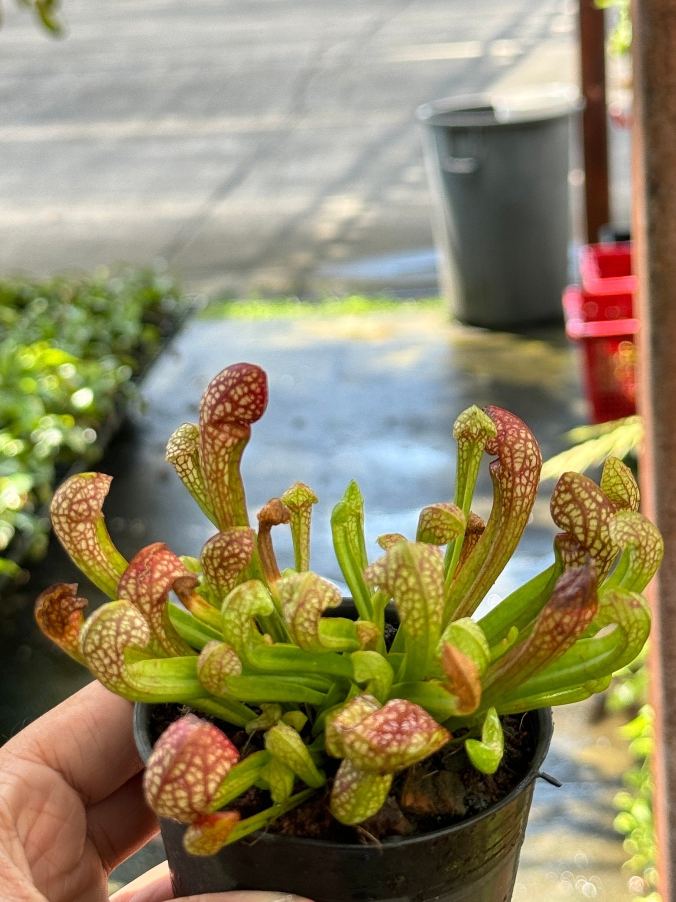 ซาราซีเนีย Sarracenia กระถาง 3 นิ้ว ต้นไม้ตระกูลกินแมลง