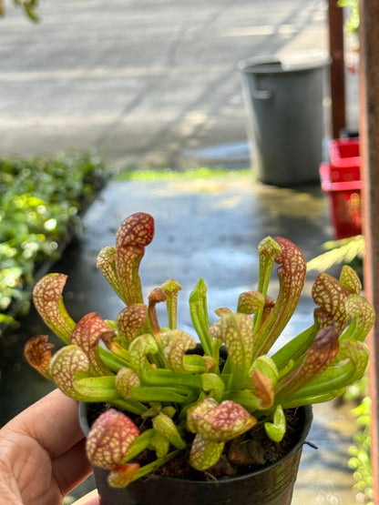 ซาราซีเนีย Sarracenia กระถาง 3 นิ้ว ต้นไม้ตระกูลกินแมลง
