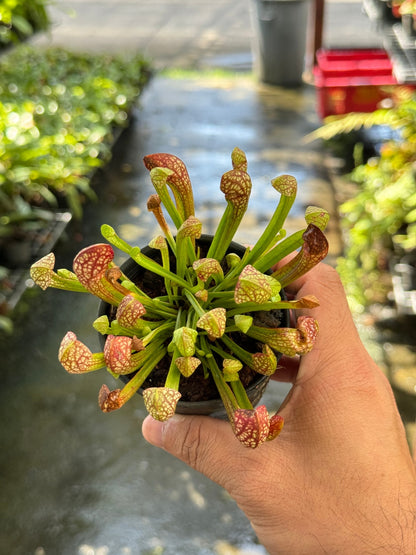 ซาราซีเนีย Sarracenia กระถาง 3 นิ้ว ต้นไม้ตระกูลกินแมลง
