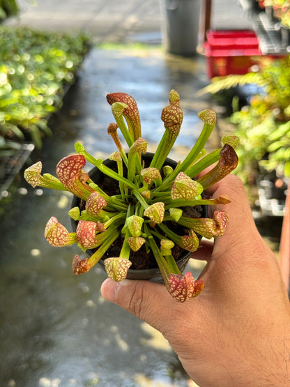 ซาราซีเนีย Sarracenia กระถาง 3 นิ้ว ต้นไม้ตระกูลกินแมลง