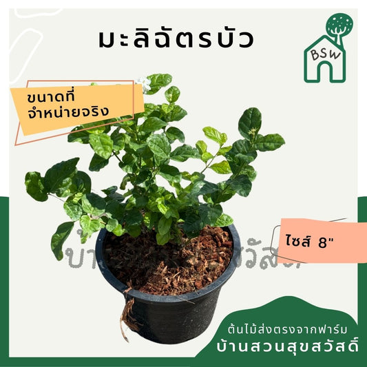 มะลิฉัตรบัว 11 นิ้ว