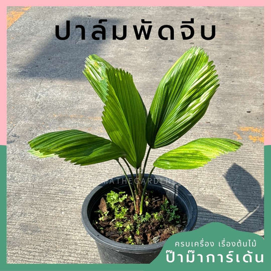 ปาล์มพัดจีบ 11 นิ้ว