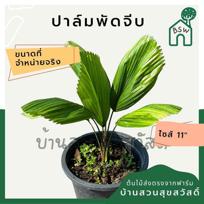 ปาล์มพัดจีบ 11 นิ้ว