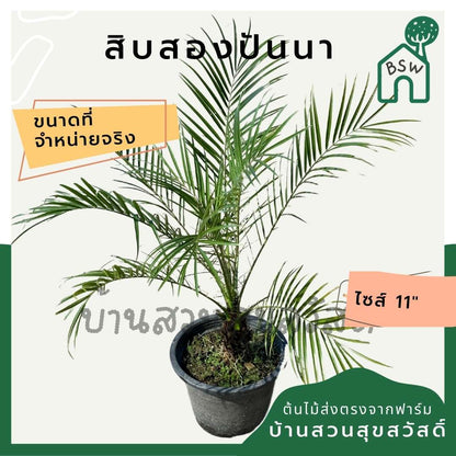 ปาล์ม สิบสองปันนา กระถาง 11 นิ้ว