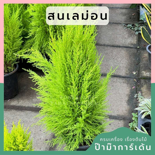 สนเลม่อน มีหลายขนาด กลิ่นหอมมาก