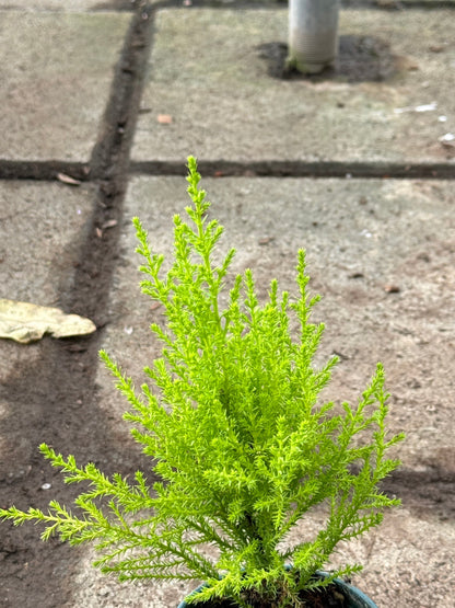 สนเลม่อน มีหลายขนาด กลิ่นหอมมาก